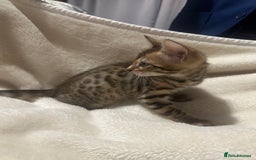 Bengal cats for sale: Beautiful bengals  - Advert 17