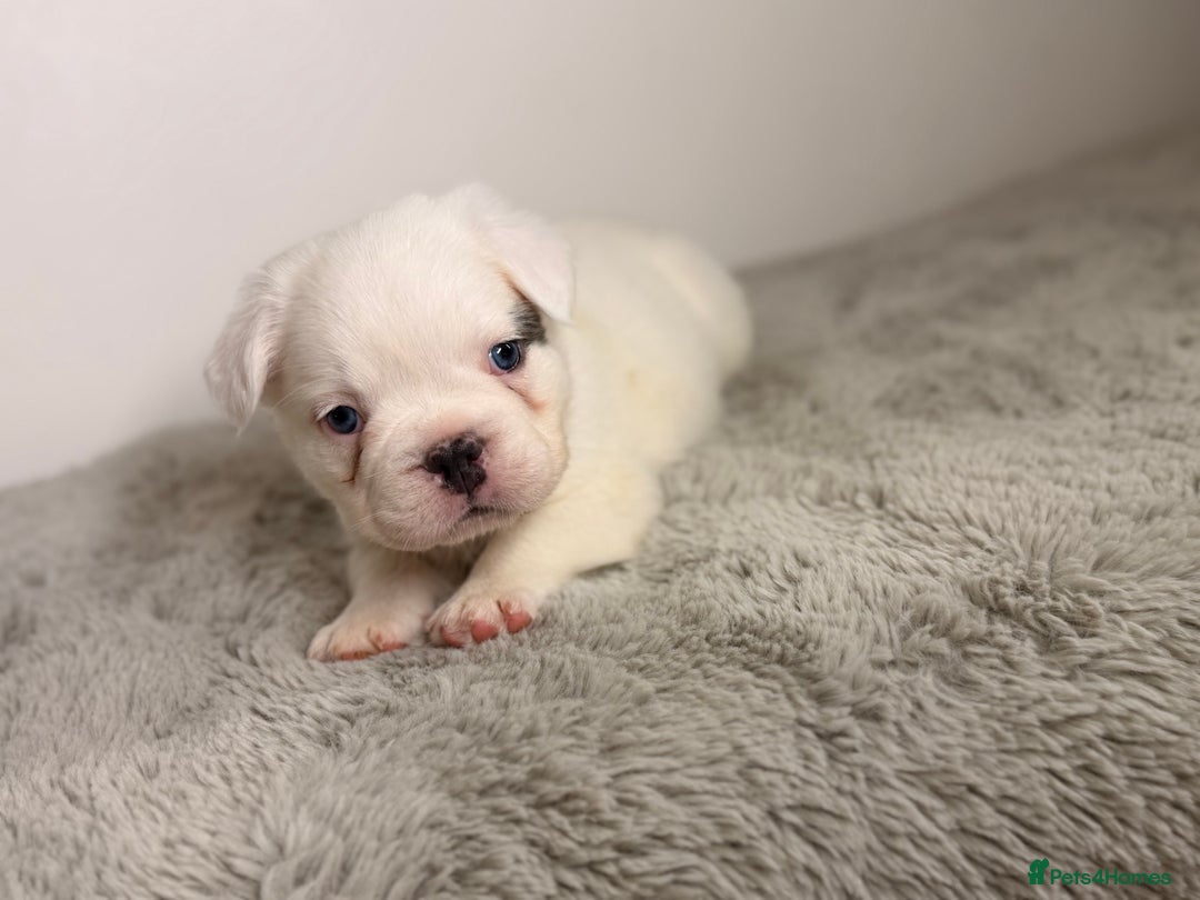 French Bulldog dogs for sale: Full visual outstanding fluffy frenchies - Advert 13