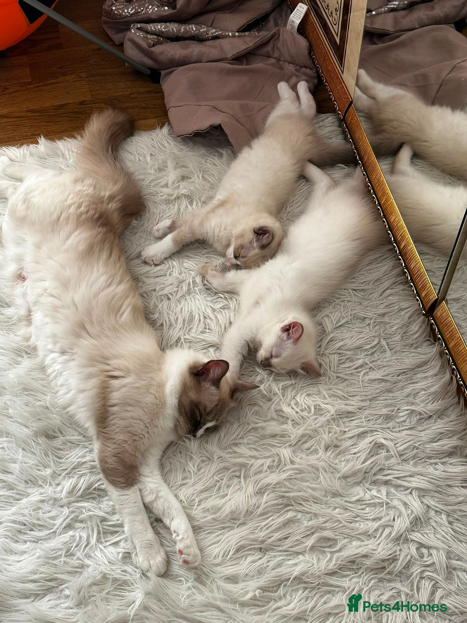 Ragdoll cats Beautiful pure Ragdolls Female and Male - Advert 2
