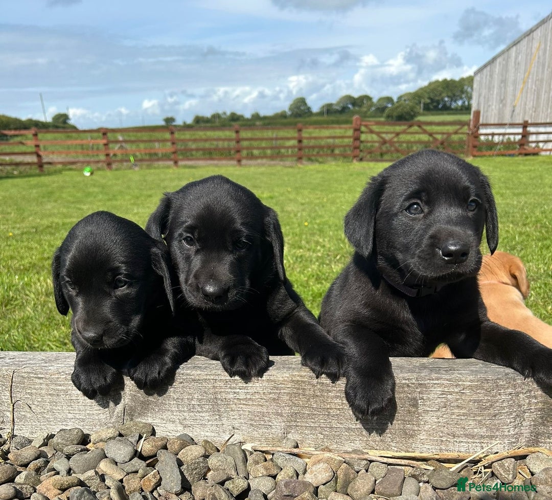 Labrador Retriever dogs for sale: One handsome black kc registered puppy left in Llanrhystud - Image 2