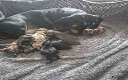 Dachshund dogs for sale: Beautiful pups born to our much loved girl Ruby  - Image 2