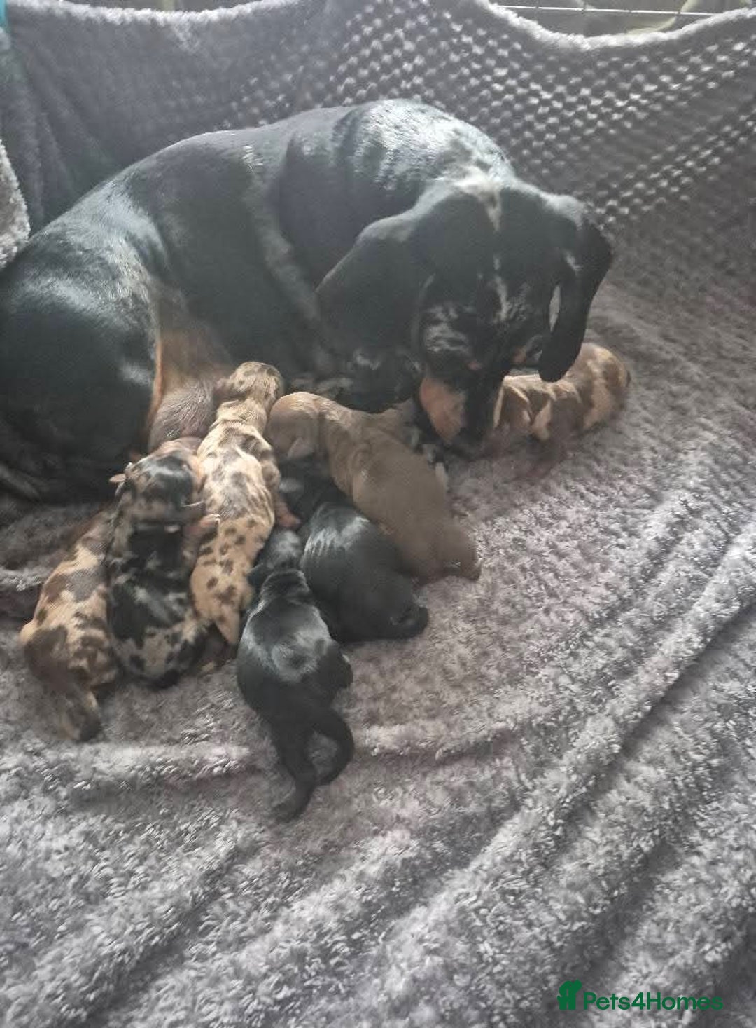 Dachshund dogs for sale: Beautiful pups born to our much loved girl Ruby  - Image 2