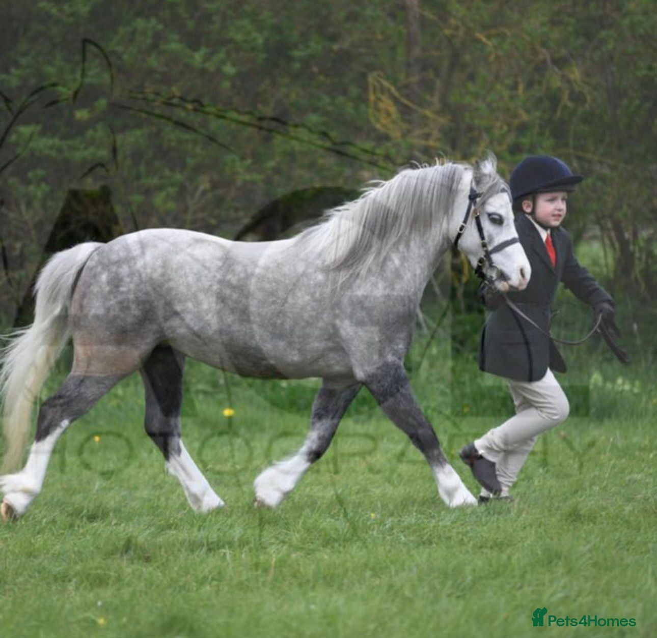 Welsh Section A horses Lead rein / First Ridden - Advert 1