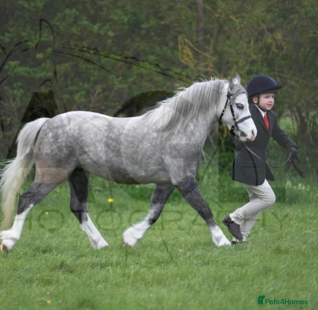 Welsh Section A horses for sale: Lead rein / First Ridden - Advert 1