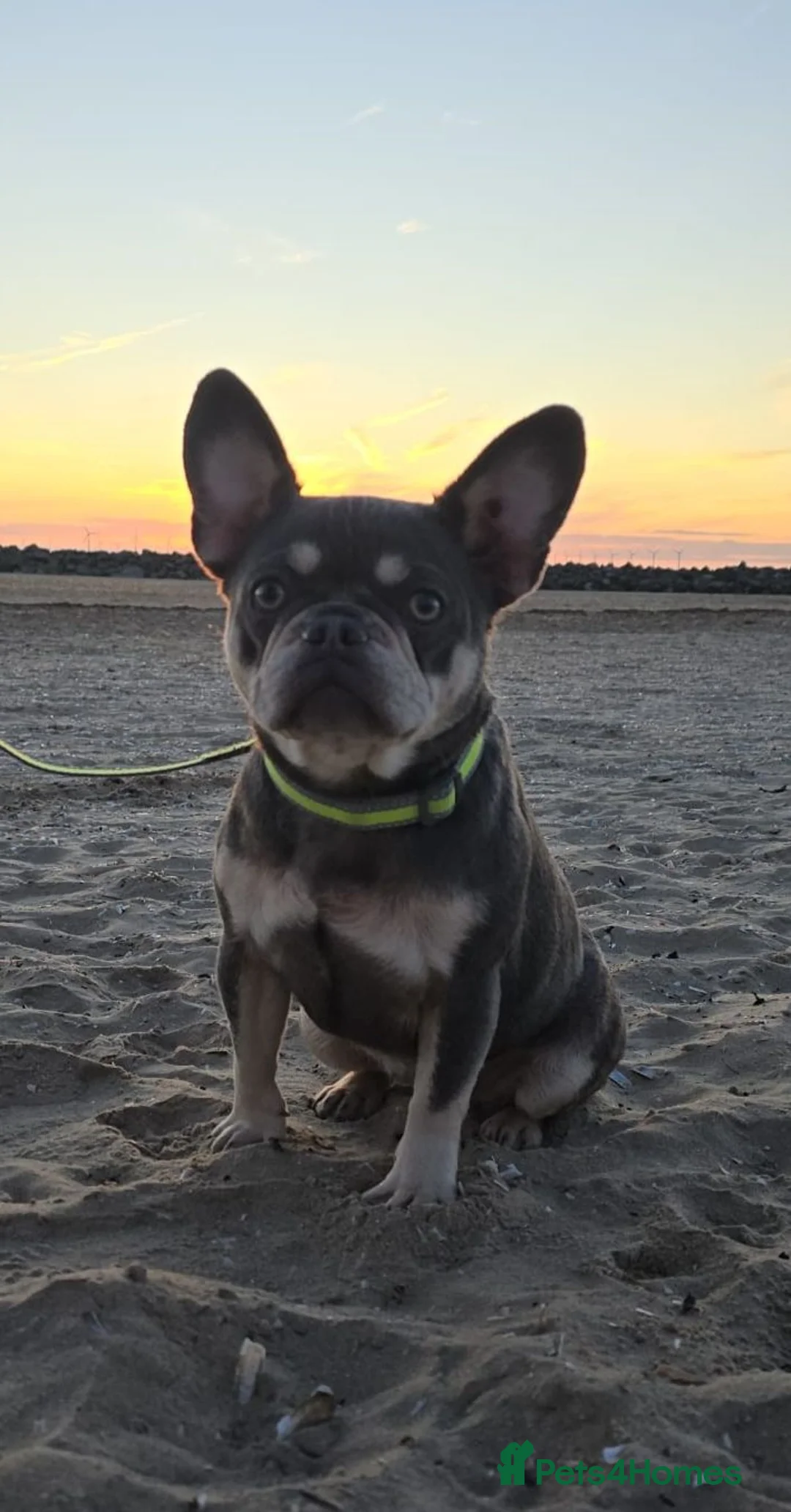 French Bulldog dogs for sale: Ea girl that carries fluffy  - Advert 2