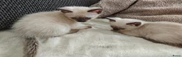 Siamese cats for sale: Siamese male and female kittens for sale ❤️ - Advert 8