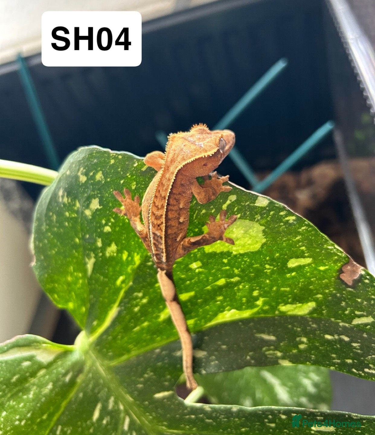 Gecko reptiles Baby Crested Geckos For Sale 🦎 - Advert 2