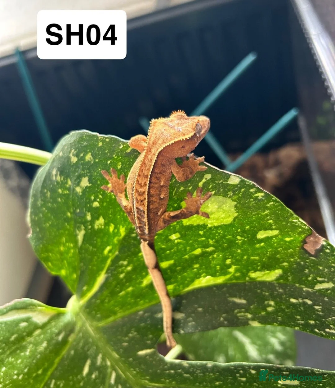 Gecko reptiles for sale: Baby Crested Geckos For Sale 🦎 - Advert 2