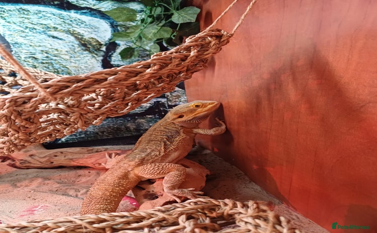 Bearded Dragon reptiles - Advert 1