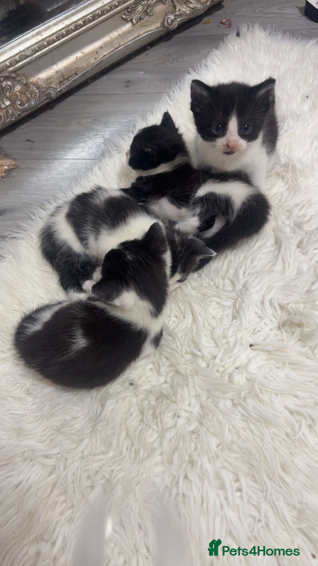 British Shorthair cats for sale: black and white gorgeous short hair kittens ready - Advert 4