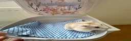 Hamster rodents for sale: Russian hamster  - Advert 9