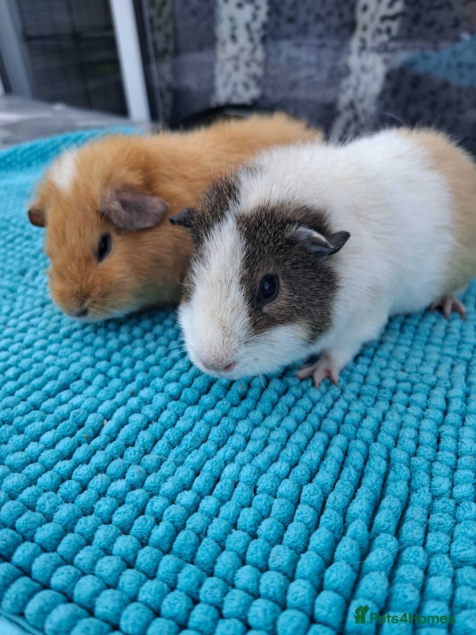 Guinea Pig rodents Female Guinea Pigs - Advert 1