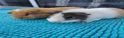 Guinea Pig rodents for sale: Female Guinea Pigs - Advert 1
