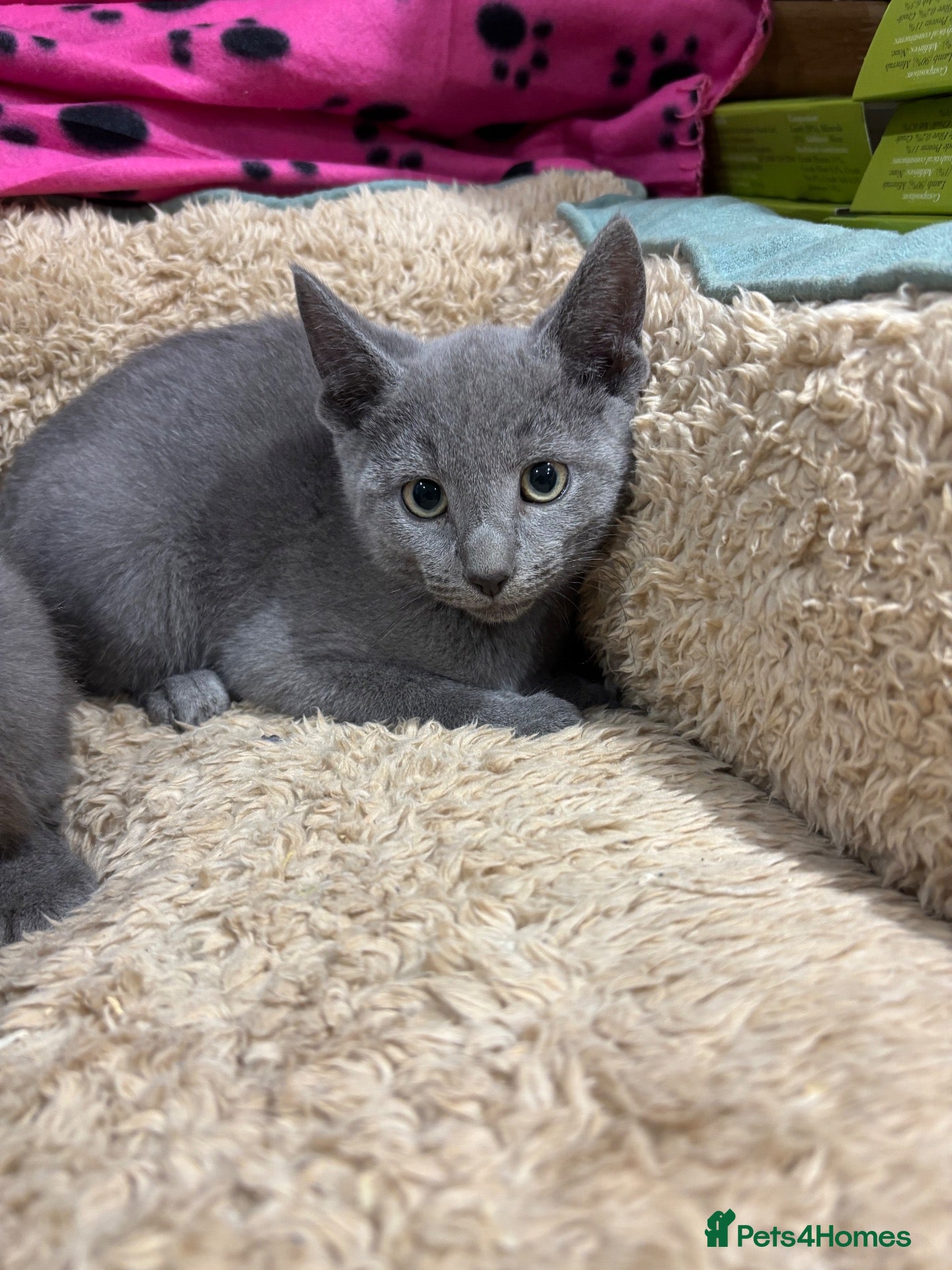 Russian Blue cats Stunning gccf registered Russian blue kittens  - Advert 1