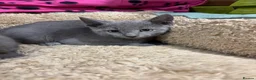 Russian Blue cats for sale: Stunning gccf registered Russian blue kittens  - Advert 1