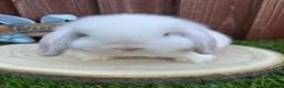 Mini Lop rabbits for sale: Beautiful purebred mini lops ready to reserve 😍 - Advert 10