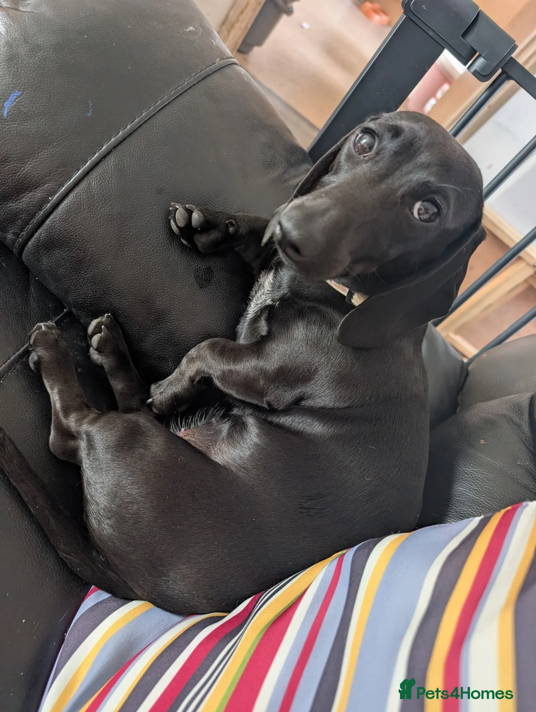 Miniature Dachshund dogs for sale: Female miniature dachshund - Advert 11
