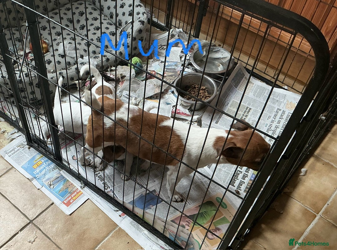 Jack Russell dogs for sale: 2 Beautiful purebred female Jack Russell  puppies - Image 8