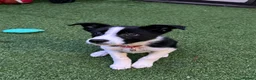 Border Collie dogs for sale: Female 12 weeks border collie  - Advert 10