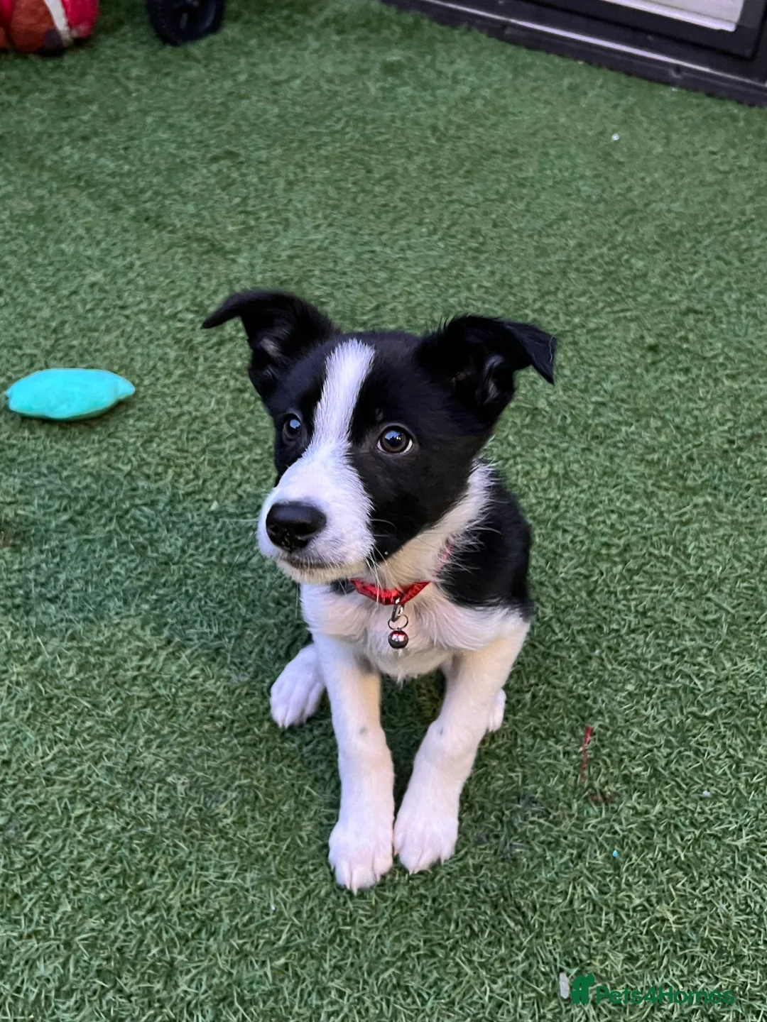 Border Collie dogs for sale: Female 12 weeks border collie  - Advert 10