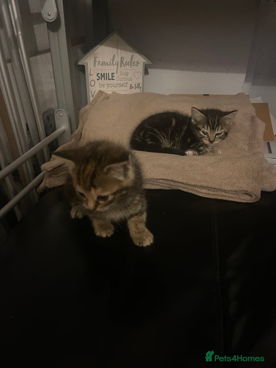 Domestic Shorthair cats for sale: Kittens for sale  - Advert 7