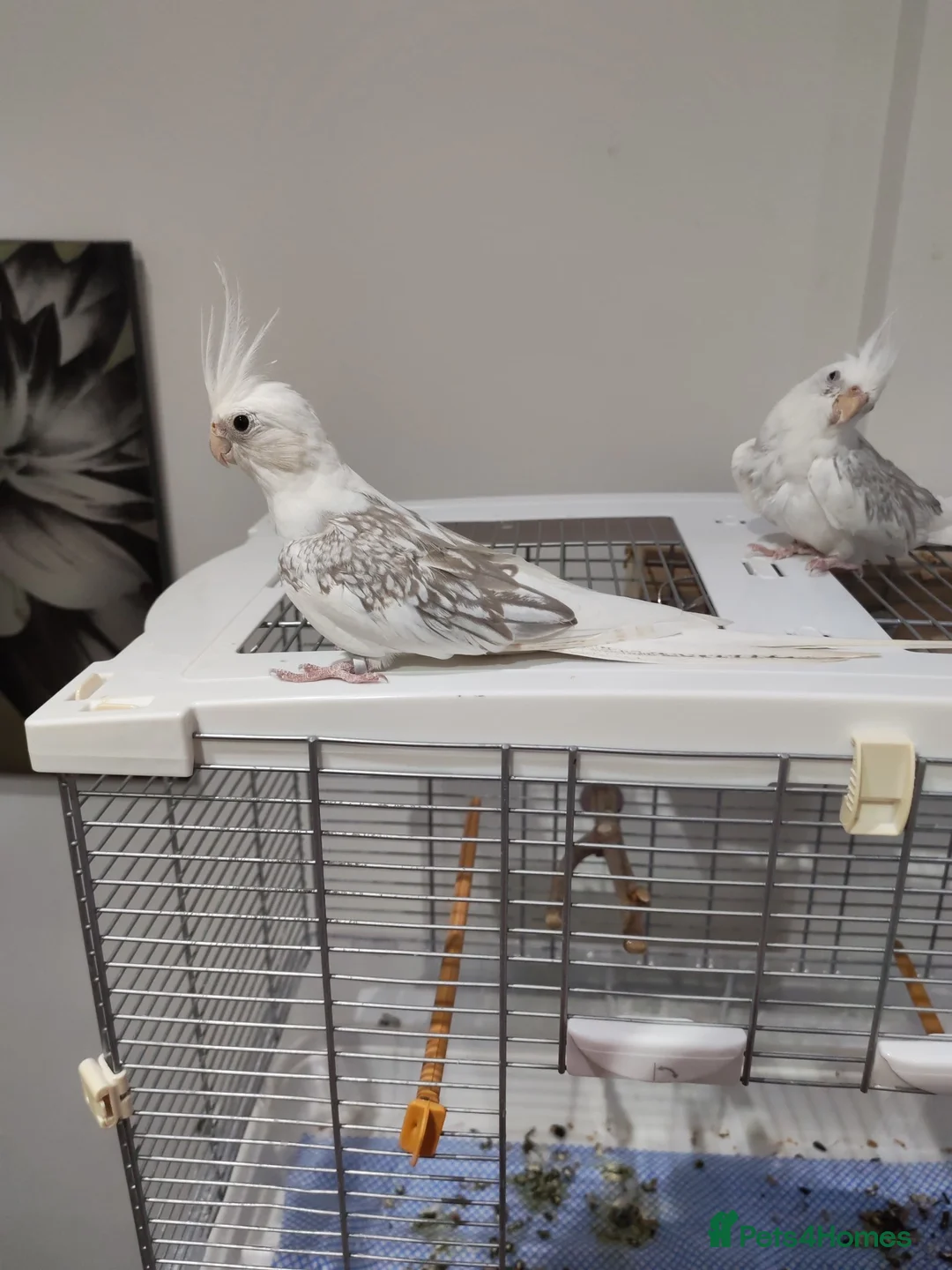 Cockatiels birds for sale: Leeds Hyde park Road  - Advert 2
