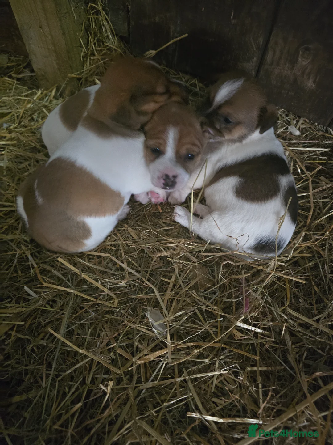 Jack Russell dogs for sale: Two beautiful working jack russell puppies  in Evesham - Advert 4