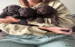 Cocker Spaniel dogs for sale: Cocker Spaniel Puppies - Image 11