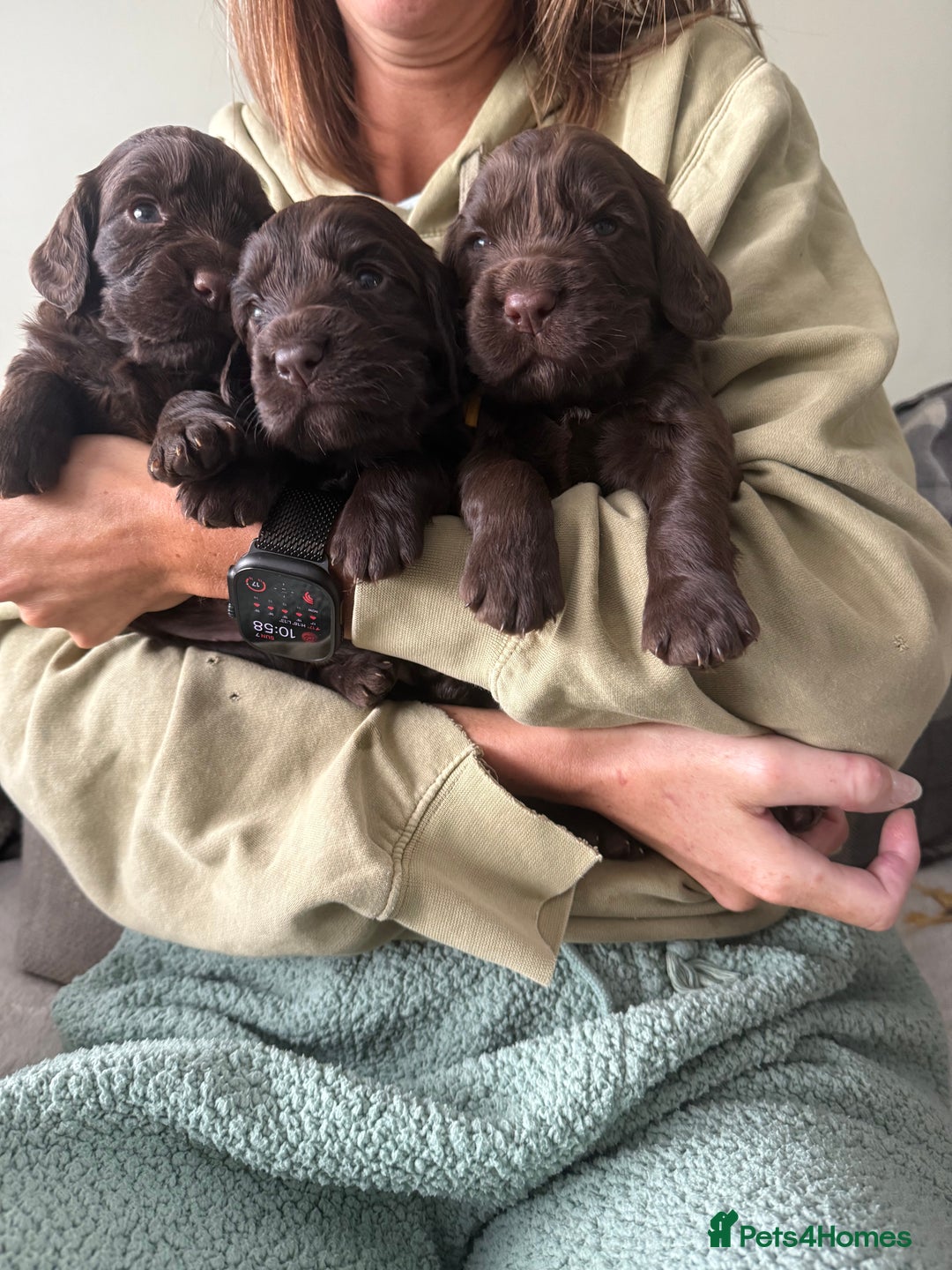 Cocker Spaniel dogs for sale: Cocker Spaniel Puppies - Image 11