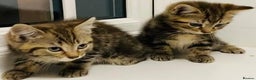 Mixed Breed cats for sale: Absolutely lovely Bengal Ragdoll kittens ready now - Advert 5