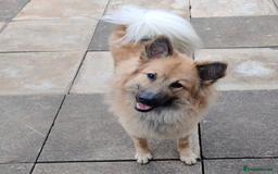 Eurasier dogs for sale: Eurasier Puppies KC Registered in Northampton - Image 18