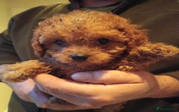 Cavapoo dogs for sale: Cavapoos f1 puppies Stunning ♥️ fox red!!!! - Advert 4