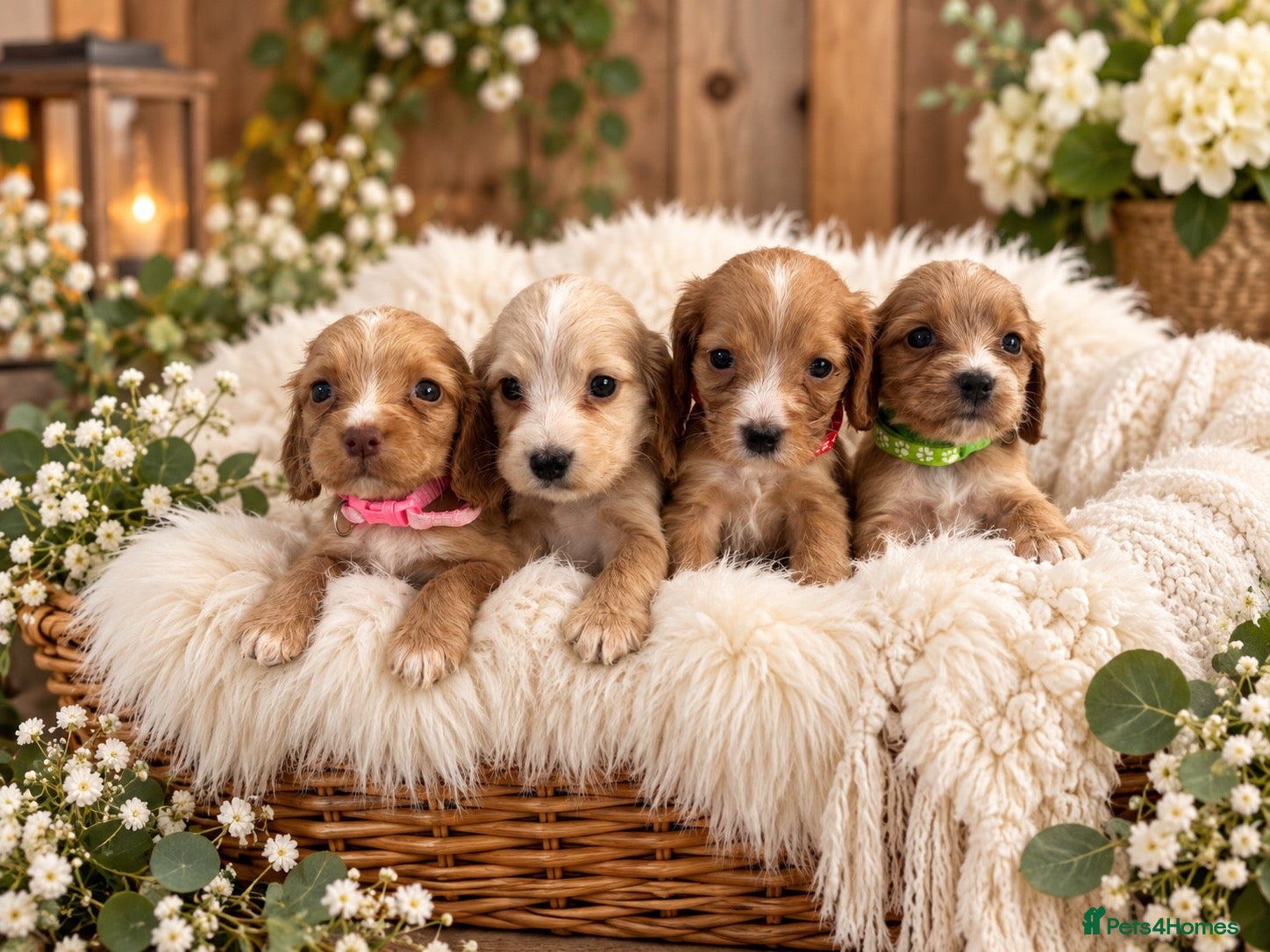 Cocker Spaniel dogs  🌟Exceptional Show Cocker Spaniel Puppies🌟 - Advert 2