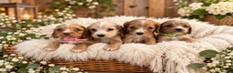 Cocker Spaniel dogs for sale:  🌟Exceptional Show Cocker Spaniel Puppies🌟 - Advert 1