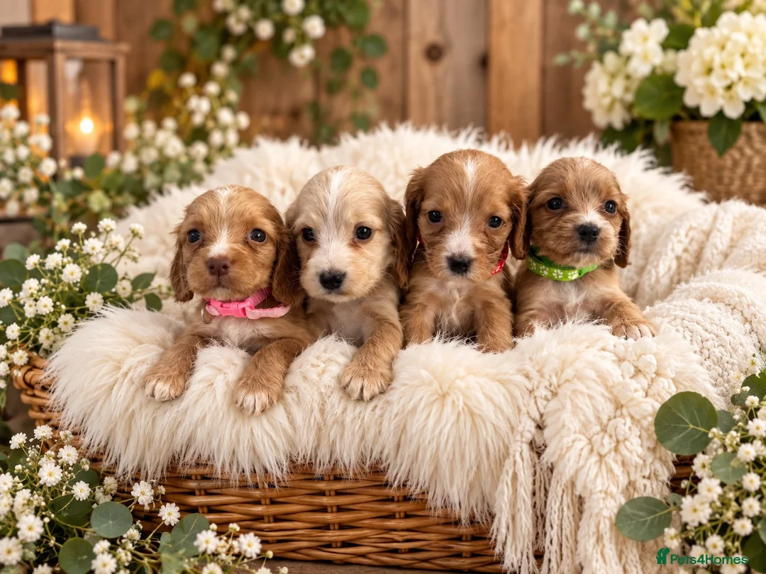 Cocker Spaniel dogs for sale:  🌟Exceptional Show Cocker Spaniel Puppies🌟 - Advert 1
