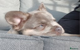 French Bulldog dogs for sale: Fluffy French bulldogs - Image 25