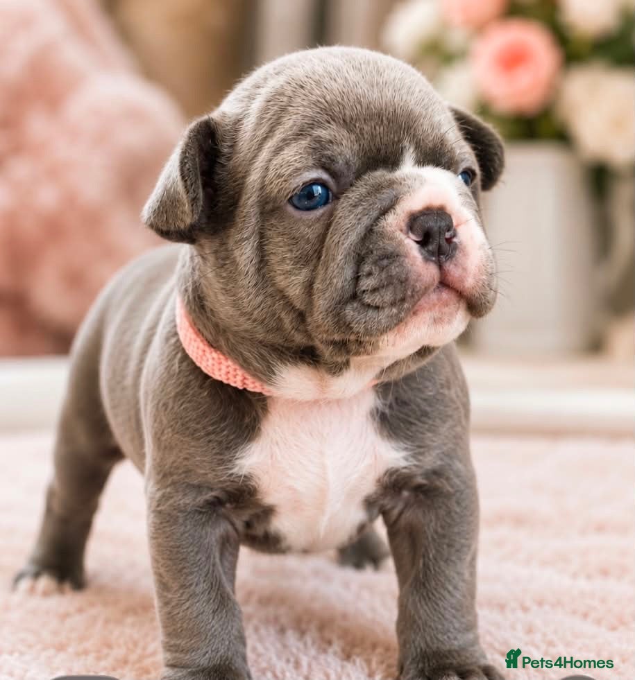 French Bulldog dogs Beautiful Pedigree French Bulldog girls🥰 - Advert 5