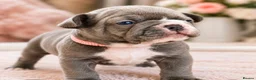French Bulldog dogs for sale: Beautiful Pedigree French Bulldog girls🥰 - Advert 3