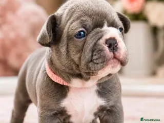 French Bulldog dogs Beautiful Pedigree French Bulldog girls🥰 - Advert 5
