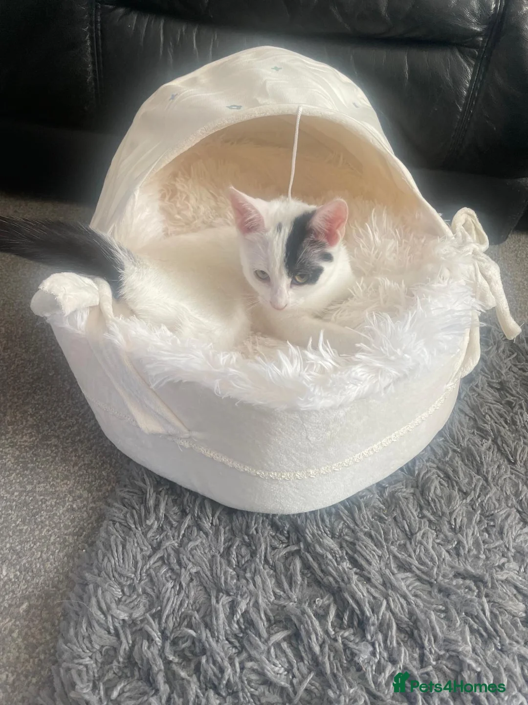Mixed Breed cats for adoption: Kitten (rescue) - Advert 3
