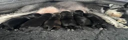 Miniature Schnauzer dogs for sale: Pedigree Miniature Schnauzers - Advert 3