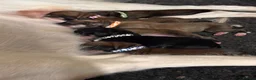 Saluki dogs for sale: Kc saluki puppies  - Advert 6