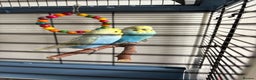 Budgerigars birds for sale: 2 beautiful semi tamed Budgie - Advert 2