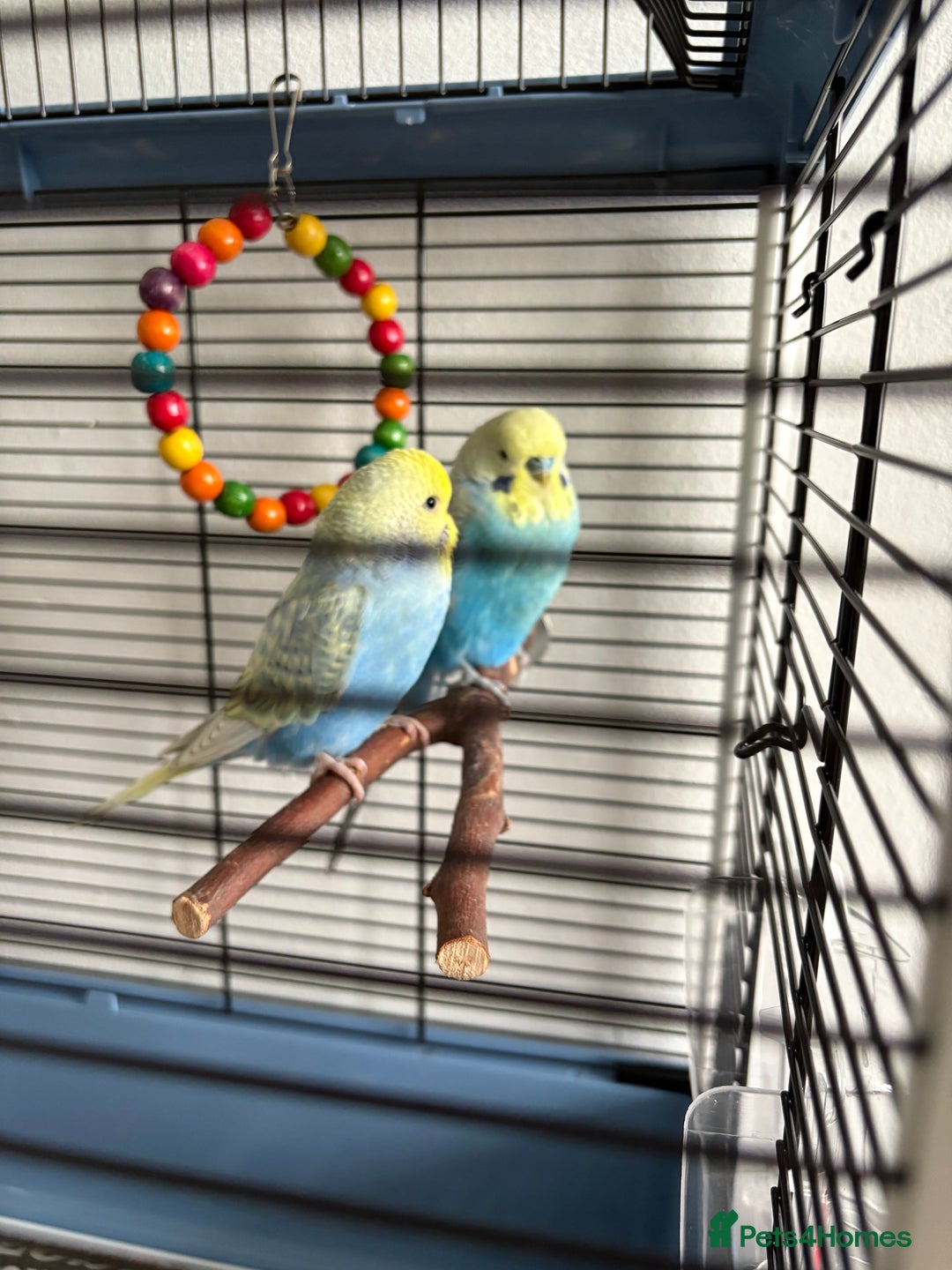 Budgerigars birds for sale: 2 beautiful semi tamed Budgie - Advert 2