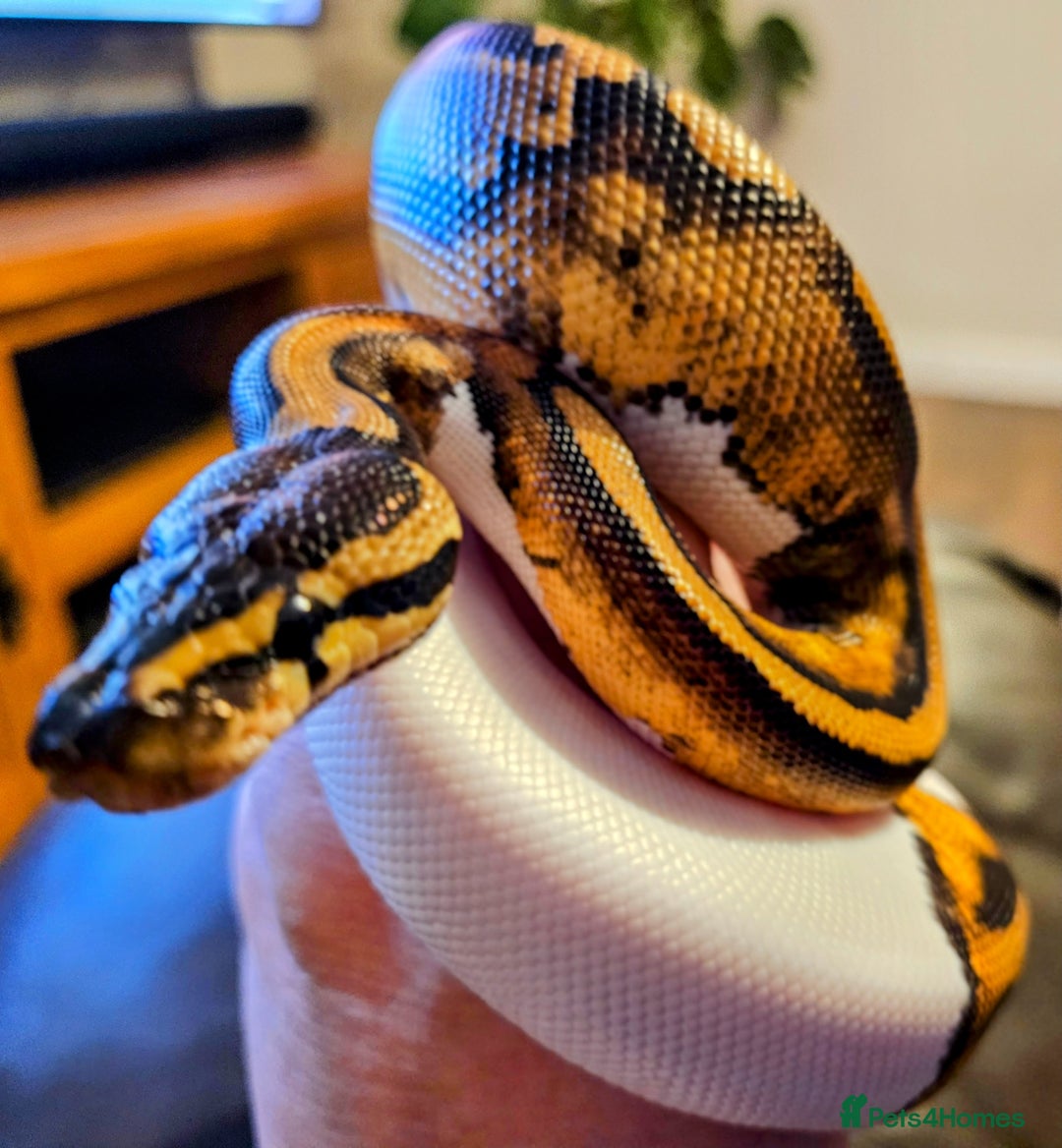 Python Snake reptiles for sale: 2 x ROYAL PYTHONS COMPLETE SET UP  - Image 11