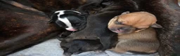 Staffordshire Bull Terrier dogs for sale: Staffie pups  in Lockerbie - Advert 4