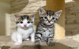 Mixed Breed cats for sale: 2 Male Kittens looking for a home together - Image 6