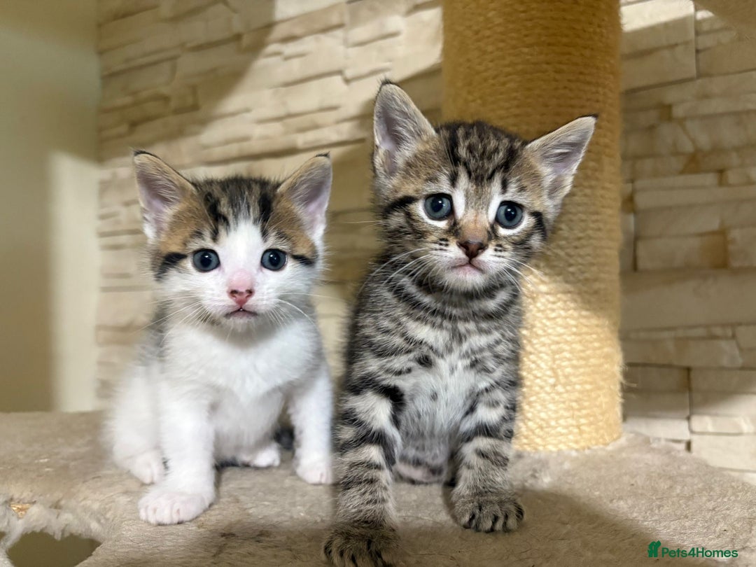 Mixed Breed cats for sale: 2 Male Kittens looking for a home together - Image 6