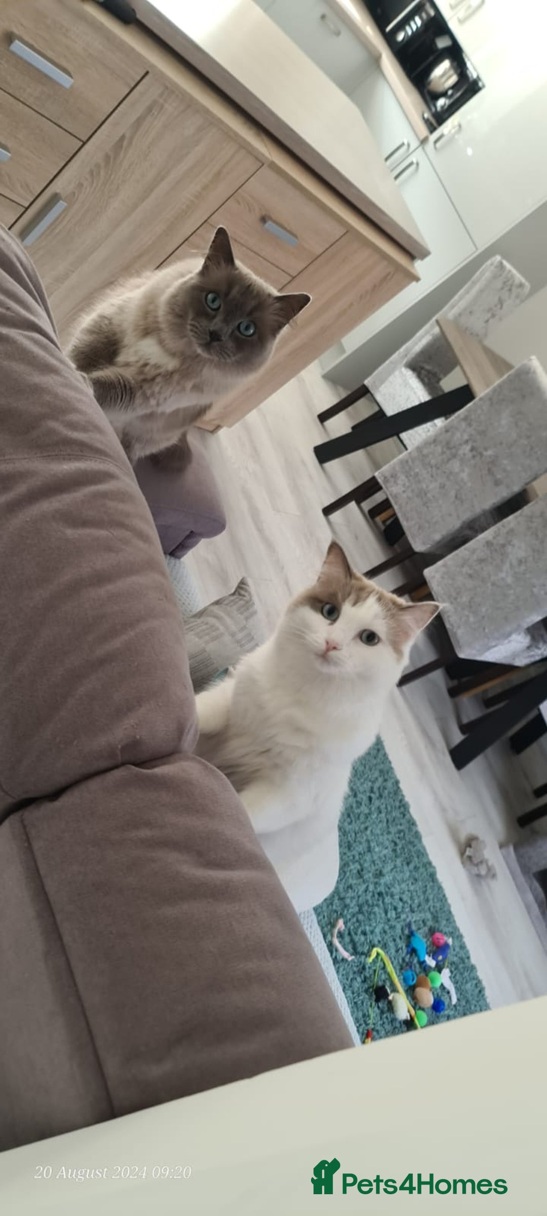 Ragdoll cats for sale: Loving Ragdoll Cats Looking for a New Home £500 in Bolton - Image 15