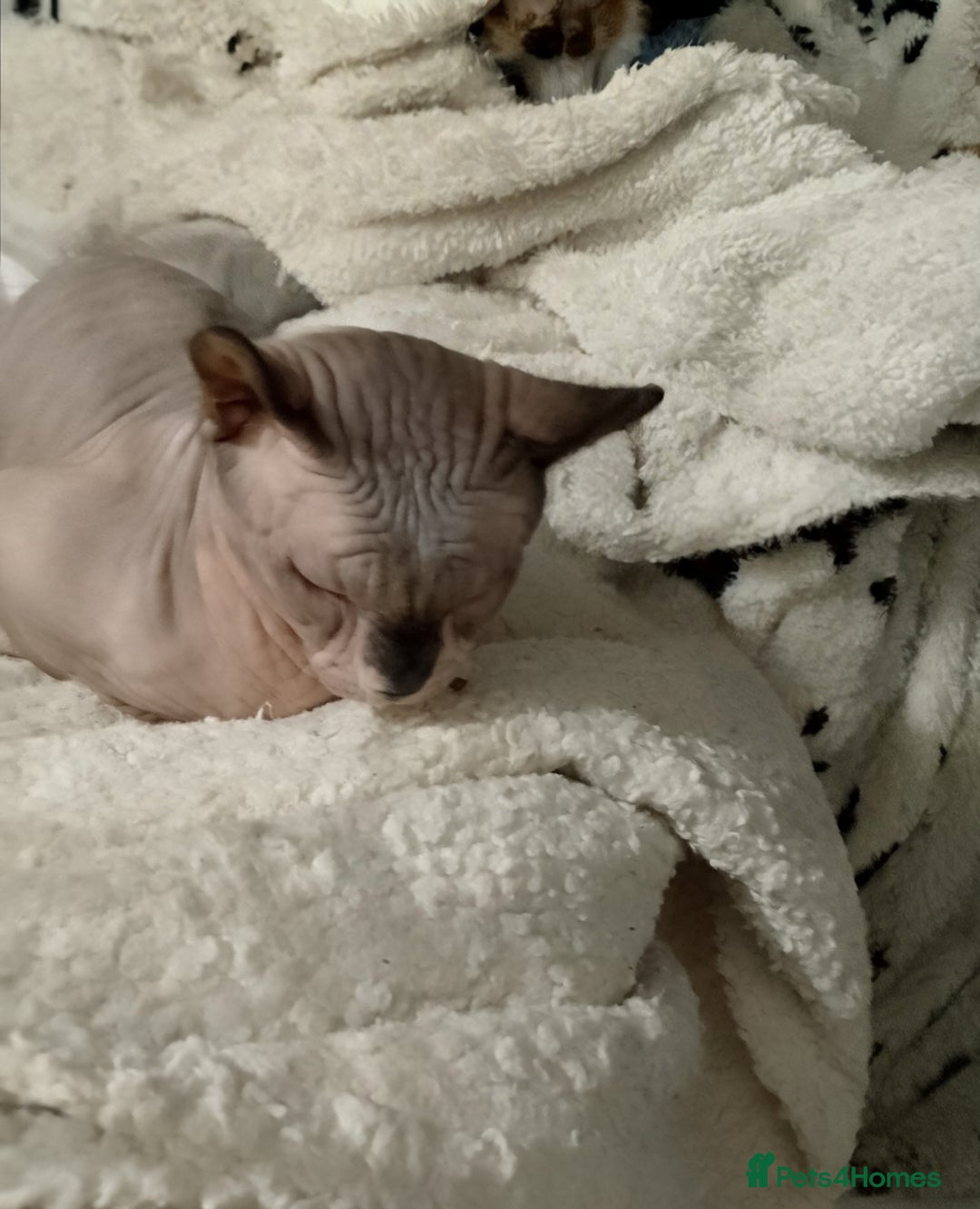 Sphynx cats for sale: Stunning 8 month old Elf Sphynx for sale - Advert 7